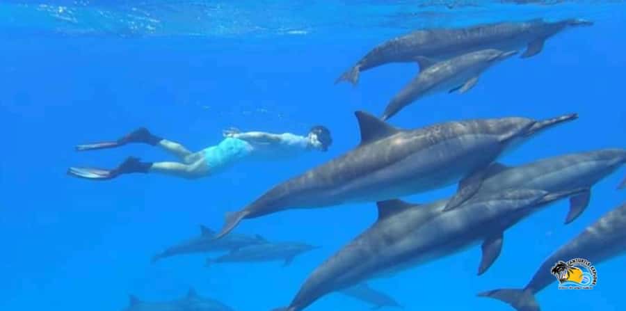 From Nungwi/Kendwa: Mnemba Atoll Starfishes & Dolphins Tour - The dolphin stop and the welfare question