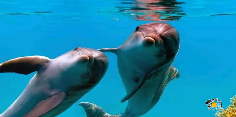 From Nungwi/Kendwa: Mnemba Atoll Starfishes & Dolphins Tour - Is $54 a fair price?