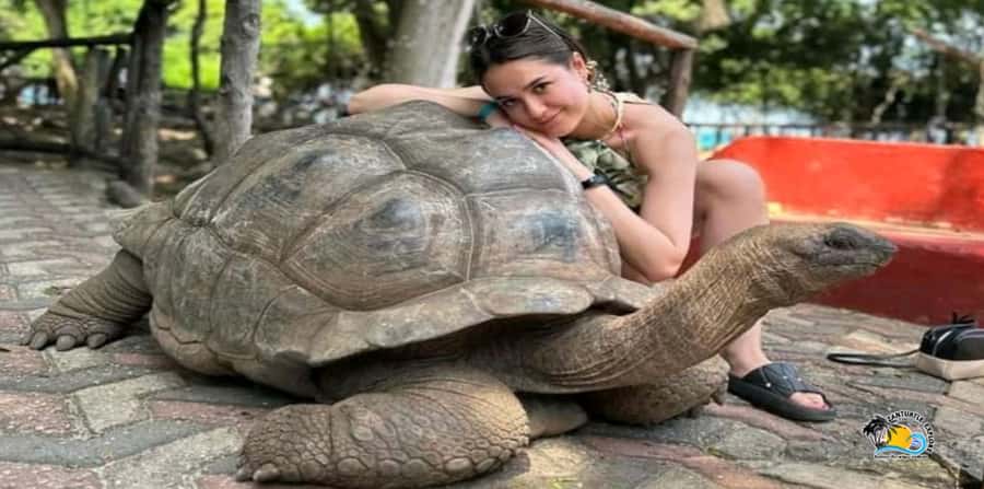 From Nungwi/Kendwa: Prison Island & Nakupenda Sandbank Tour - Prison Island and its giant tortoises