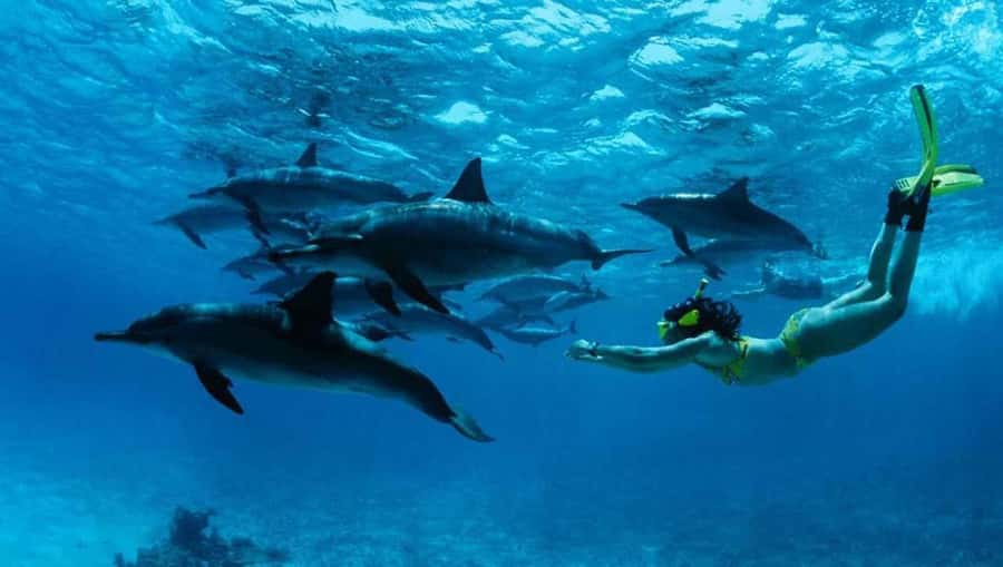 From Nungwi : Mnemba Boat Trip and Dolphin Snorkel Adventure - Snorkeling around Mnemba’s coral reefs