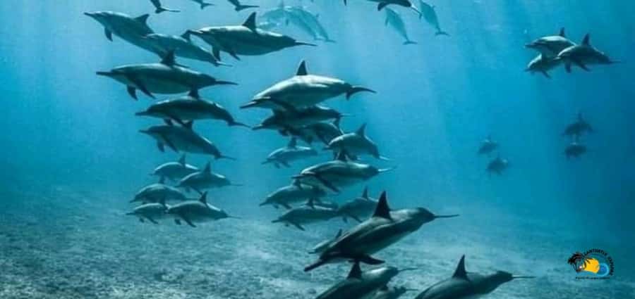 From Nungwi: Mnemba Island Dolphin Watching and Snorkeling - Why Mnemba makes a strong half-day outing