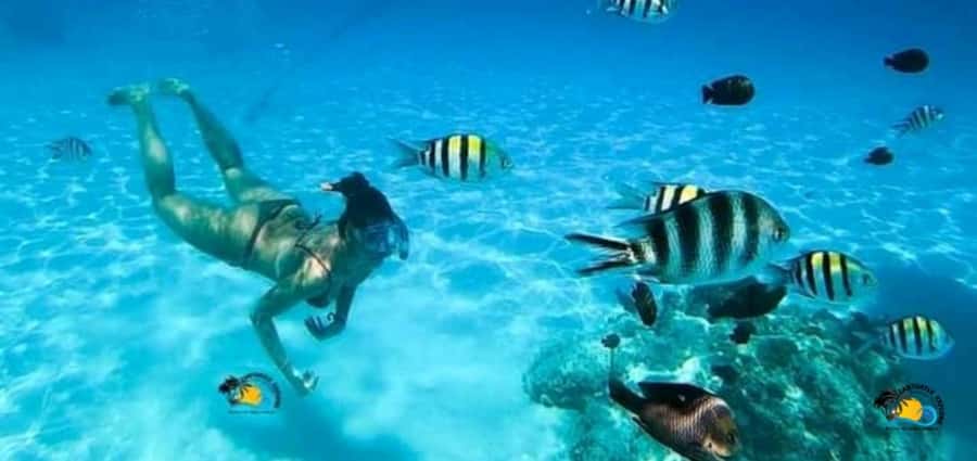 From Nungwi: Mnemba Island Dolphin Watching and Snorkeling - Pickup from Nungwi and the ride to the water