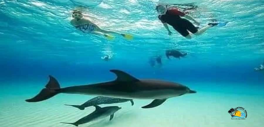 From Nungwi: Mnemba Island Dolphin Watching and Snorkeling - Looking for dolphins off Zanzibar’s northeast coast