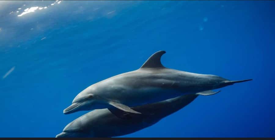 FROM NUNGWI; MNEMBA SNORKELING AND DOLPHIN TOUR - Setting off from Nungwi Beach