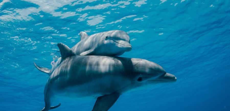 FROM NUNGWI; MNEMBA SNORKELING AND DOLPHIN TOUR - Looking for dolphins in their natural habitat