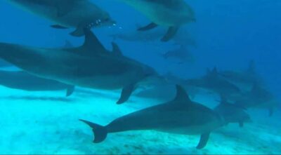 MNEMBA SNORKELING AND DOLPHIN TOUR