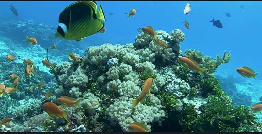 FROM NUNGWI; MNEMBA SNORKELING AND DOLPHIN TOUR - Boat comfort, timing, and what to pack