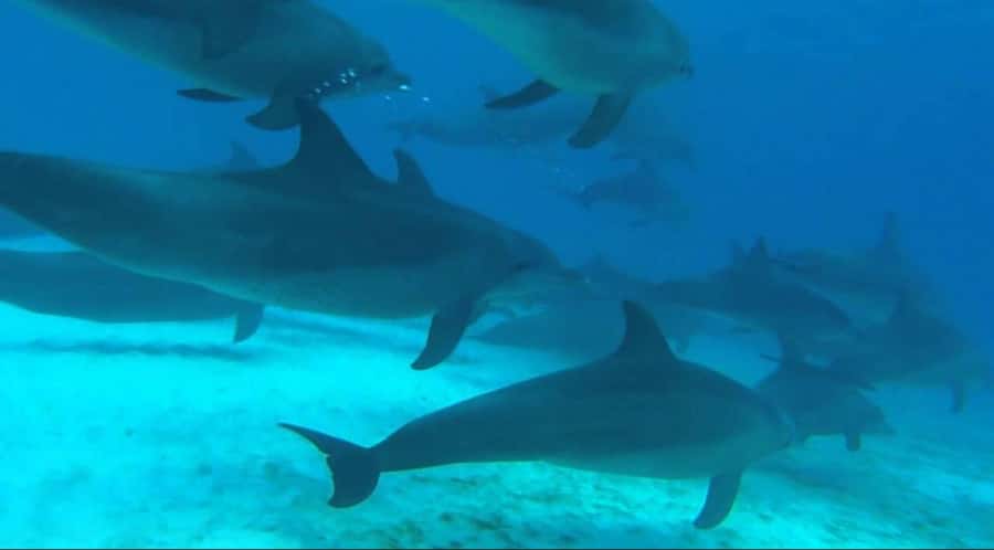 FROM NUNGWI; MNEMBA SNORKELING AND DOLPHIN TOUR - Arriving near Mnemba for reef snorkeling
