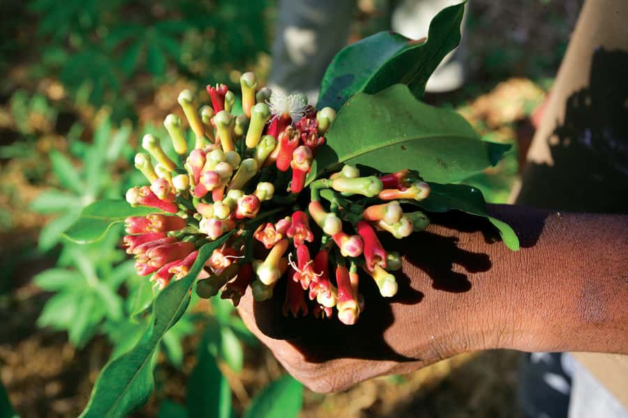 From Stone Town: Spice Tour of Zanzibar - A small plantation with plenty to smell