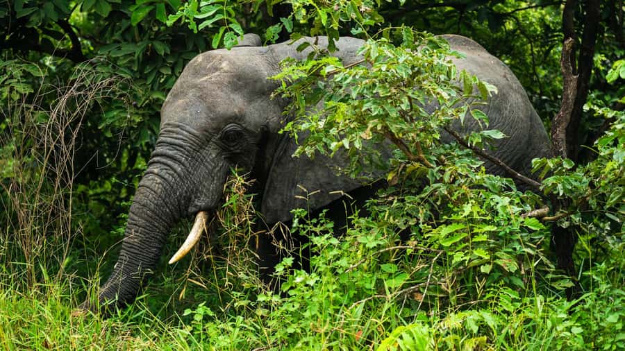 From Zanzibar: 2 Days 1 Night Selous GR Safari with Flights - The second morning and return flight
