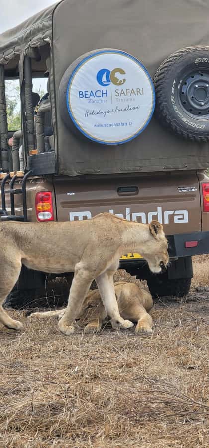 From Zanzibar: 2 Days 1 Night Selous GR Safari with Flights - The early pickup and flight to Nyerere