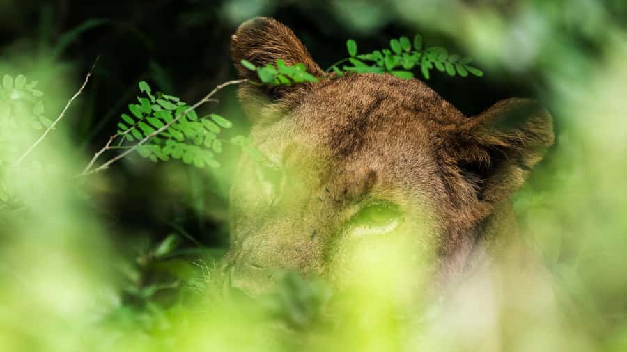 From Zanzibar: 3-Day Selous Safari Trip with Flights - Day one: a full safari with bush lunch