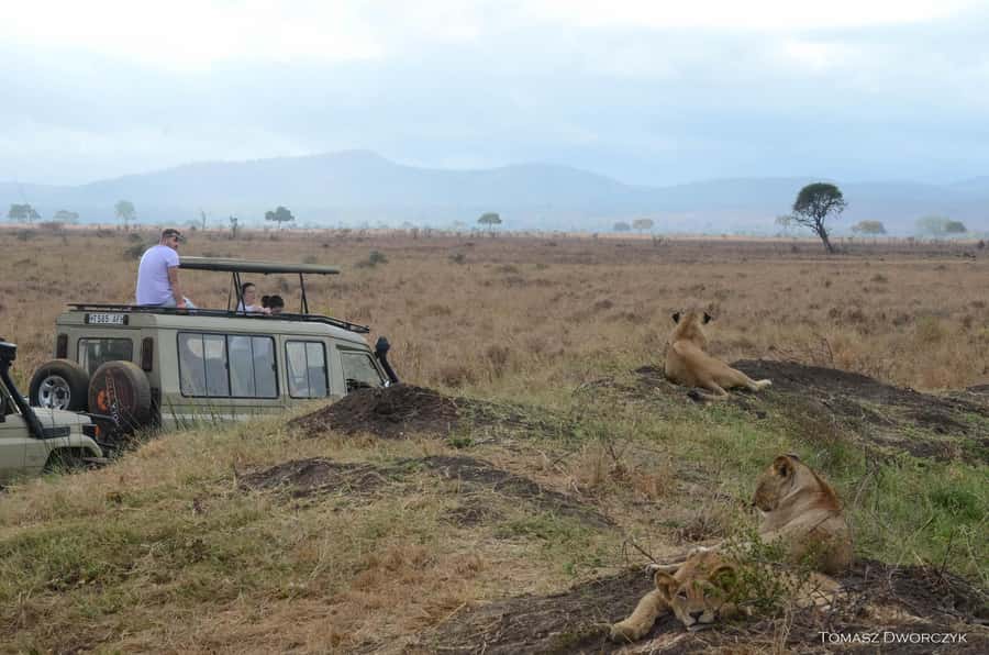 From Zanzibar: day Safari to Mikumi National Park - Key points to know before booking