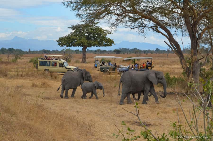 From Zanzibar: day Safari to Mikumi National Park - The 3 p.m. return flight to Zanzibar