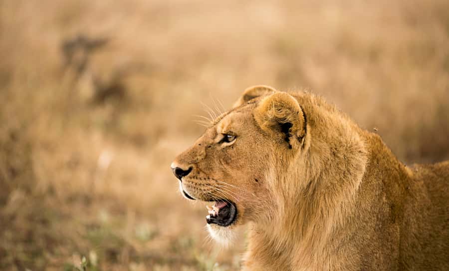 From Zanzibar: Day Safari to Selous Game Reserve with flight - Key points to know before booking