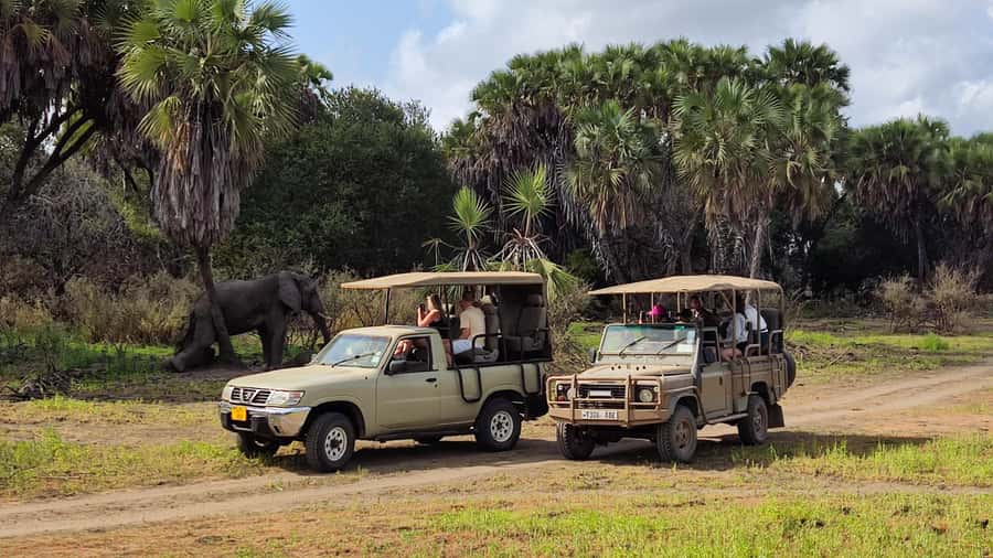 From Zanzibar: Day Safari to Selous Game Reserve with flight - The game drive and what you may see