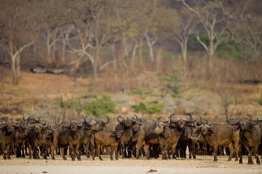 From Zanzibar: Day Safari to Selous Game Reserve with flight - What the $480 price really buys you