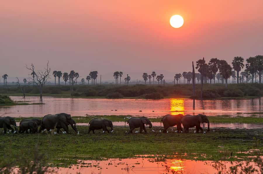 From Zanzibar: Day Safari to Selous Game Reserve with flight - Should you book the Selous day safari?