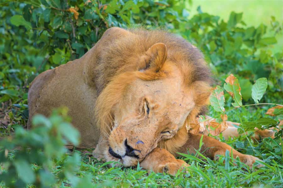 From Zanzibar: Day Selous Game Reserve Safari with Flights - The morning game drive and first animal sightings