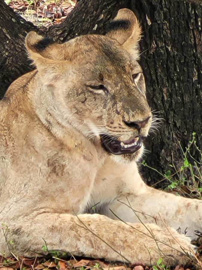 From Zanzibar: Day Selous Game Reserve Safari with Flights - Tea by the water and a proper bush lunch
