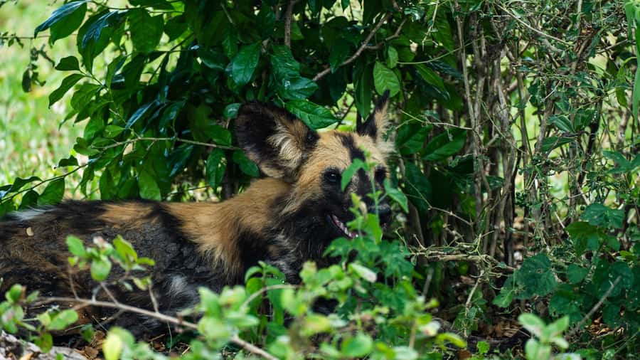 From Zanzibar: Day Selous Game Reserve Safari with Flights - Shared jeep or private vehicle?