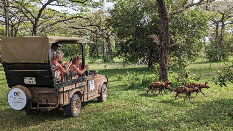 From Zanzibar: Day Selous Game Reserve Safari with Flights - Why Nyerere National Park works for a one-day safari