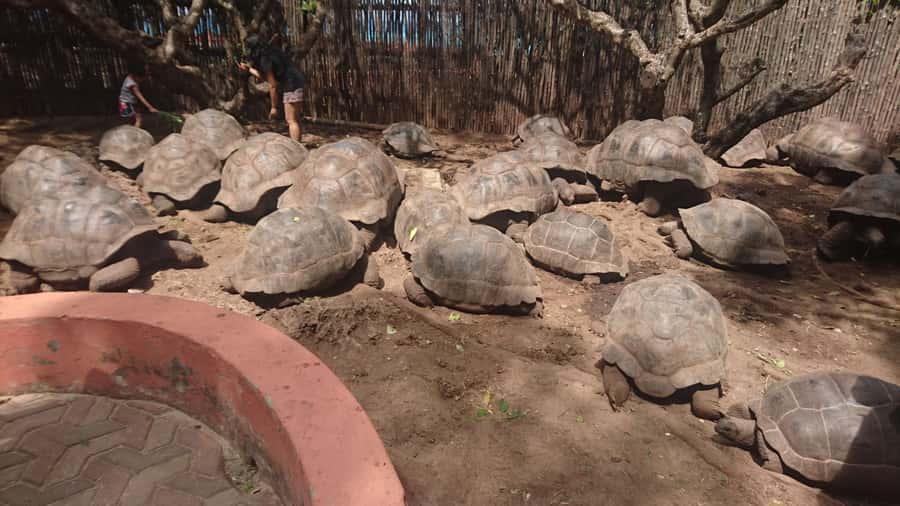 From Zanzibar: Half-Day Prison Island Tour - Feeding the giant tortoises