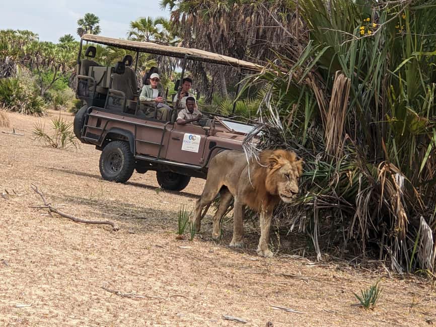 From Zanzibar: Mikumi Day Safari without hotel pickup - Key points to know before booking