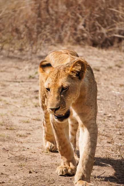 From Zanzibar: Mikumi Day Safari without hotel pickup - Why Mikumi works as a Zanzibar day trip
