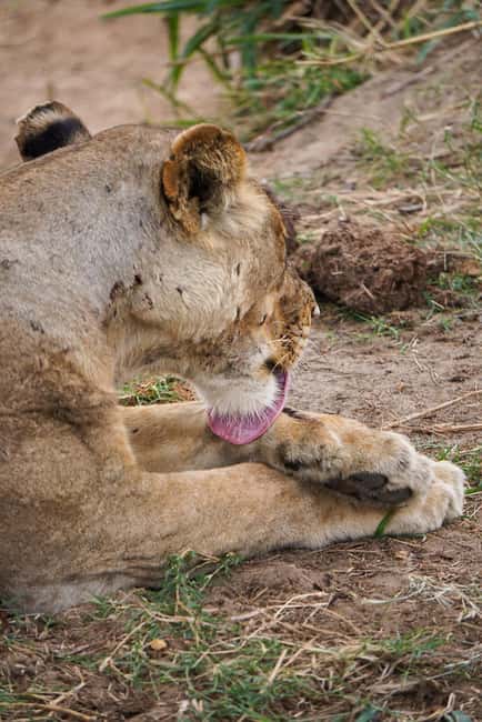 From Zanzibar: Mikumi Day Safari without hotel pickup - The bush lunch break