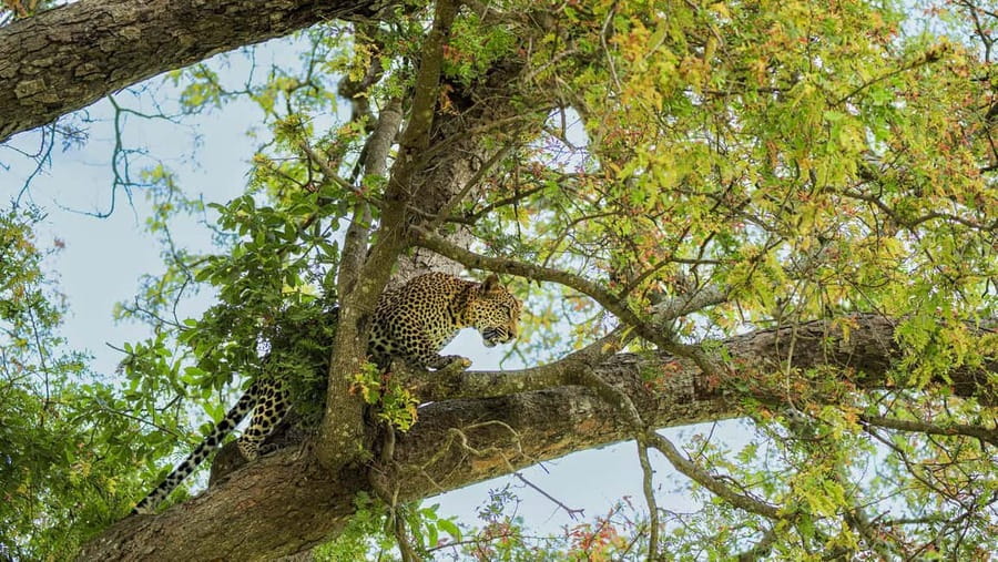 From Zanzibar: Mikumi Day Safari without hotel pickup - The afternoon drive and the 3:00pm return