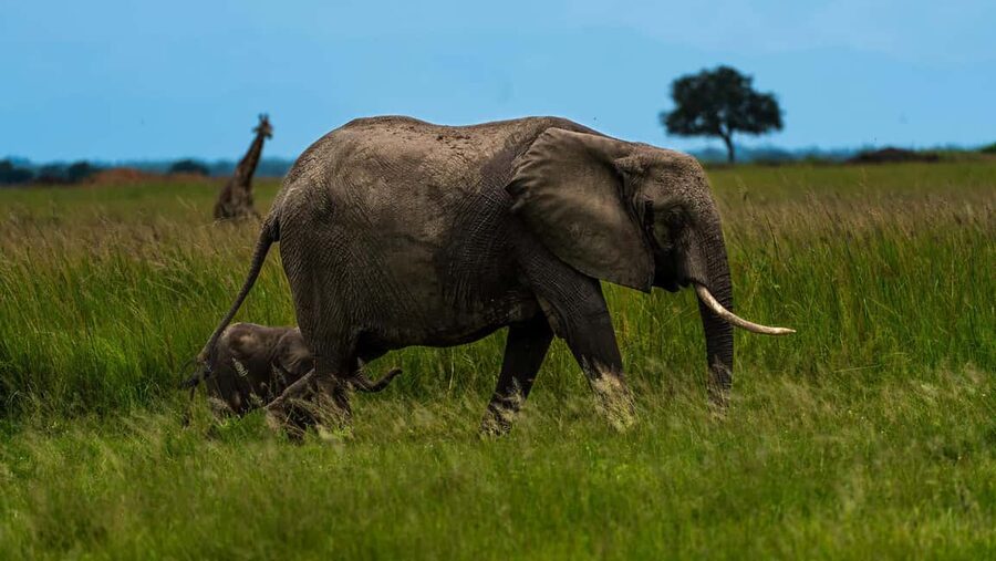 From Zanzibar: Mikumi Day Safari without hotel pickup - Who will enjoy this safari most