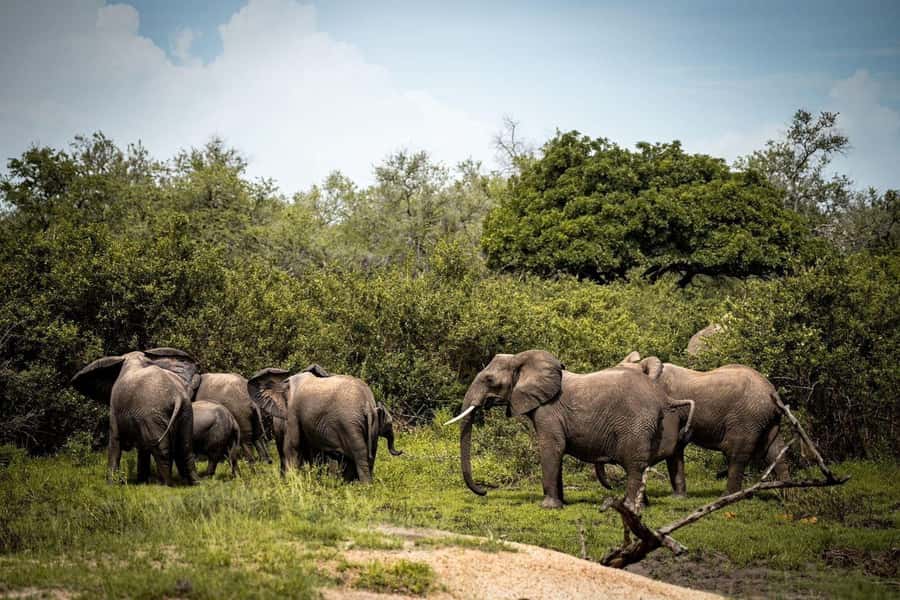 From Zanzibar: Mikumi Day Trip Safari By Flight. - Why Mikumi works for a one-day safari from Zanzibar
