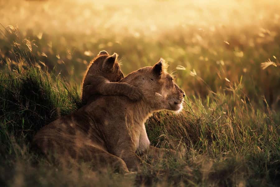 From Zanzibar: Mikumi Day Trip Safari By Flight. - Seven hours in a private 4x4