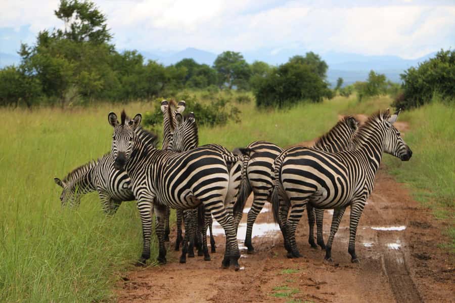 From Zanzibar: Mikumi Day Trip Safari By Flight. - Who will enjoy this safari most?