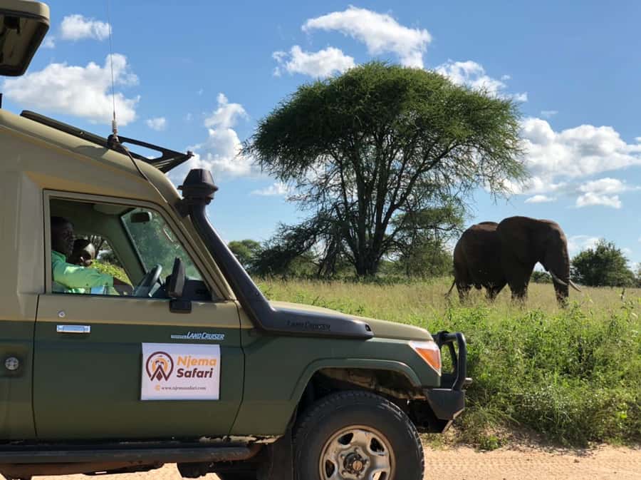 From Zanzibar: Mikumi National Park Guided Safari - Why Mikumi Works as a One-Day Safari