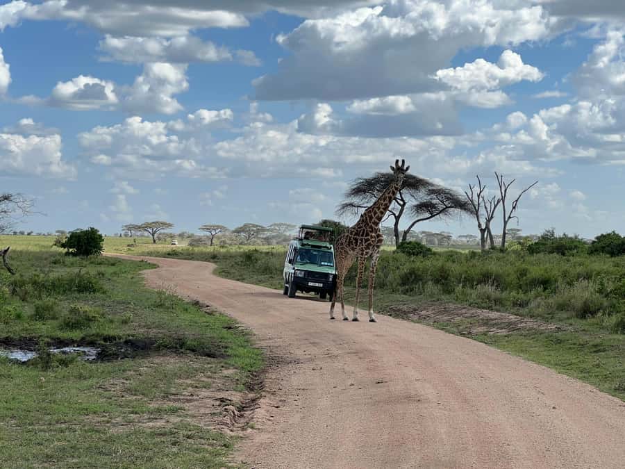From Zanzibar: Mikumi National Park Guided Safari - The Early Pickup From Your Zanzibar Hotel