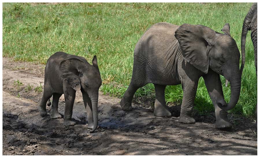 From Zanzibar: Mikumi National Park Guided Safari - Eight Hours Among Mikumi’s Wildlife