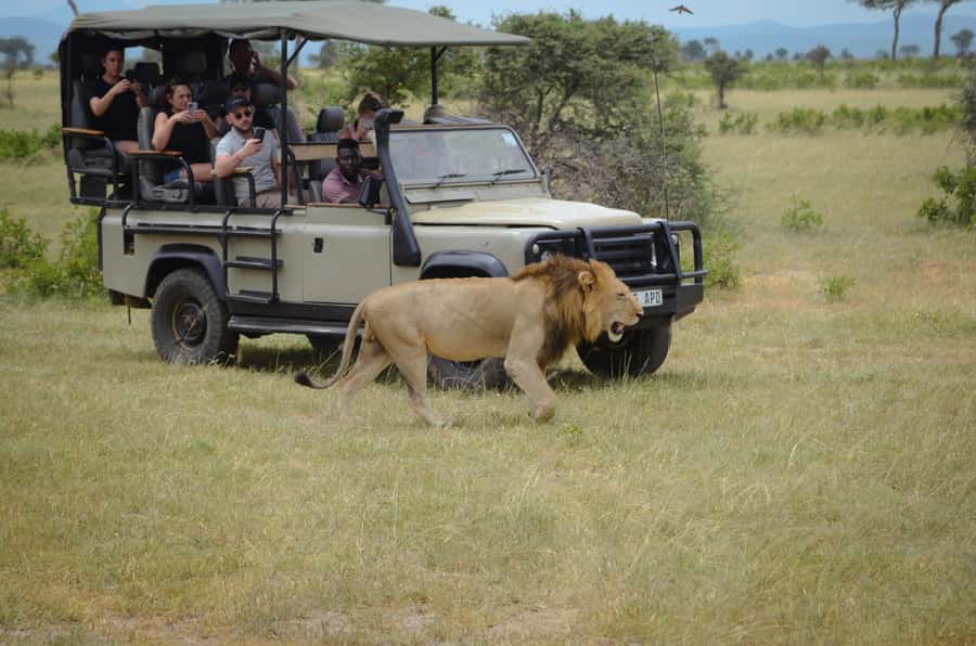From Zanzibar: Mikumi National Park Guided Safari - What the Guides Add to the Day
