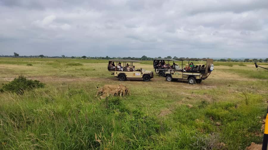 From Zanzibar: Mikumi National Park Guided Safari - Booking Tips That Can Save Trouble