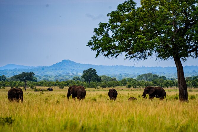 From Zanzibar: Mikumi Safari Day Trip with Flights and Meal - A full morning of game driving