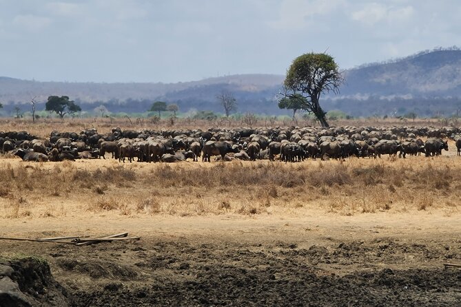 From Zanzibar: Mikumi Safari Day Trip with Flights and Meal - The bush lunch around 1:00