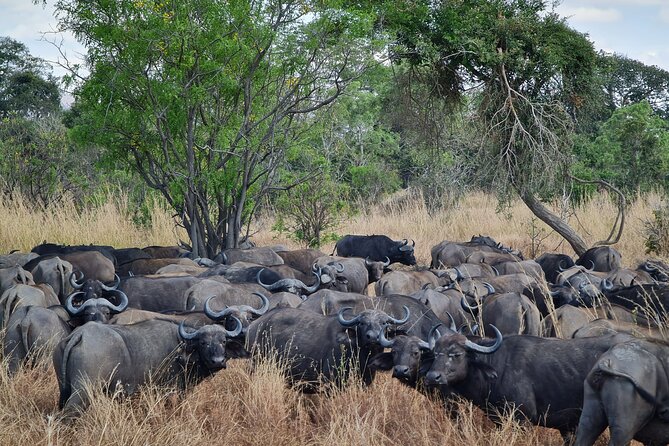 From Zanzibar: Mikumi Safari Day Trip with Flights and Meal - The afternoon drive and flight back