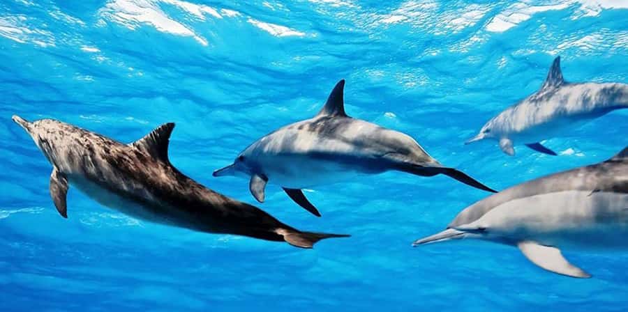 From Zanzibar: Mnemba Boat Tour with Snorkeling & Dolphine - A morning on Zanzibar’s north coast
