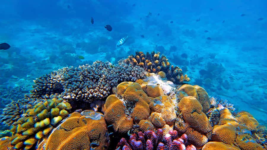 From Zanzibar: Mnemba Boat Tour with Snorkeling & Dolphine - Is $28 good value?