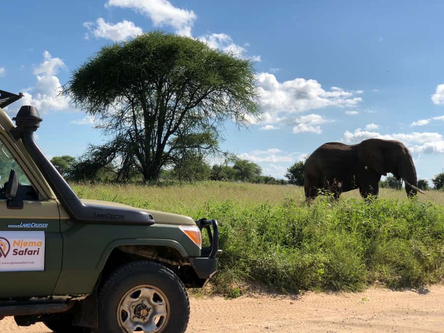 From Zanzibar: Nyerere National Park Game Drive with Lunch - Key points at a glance