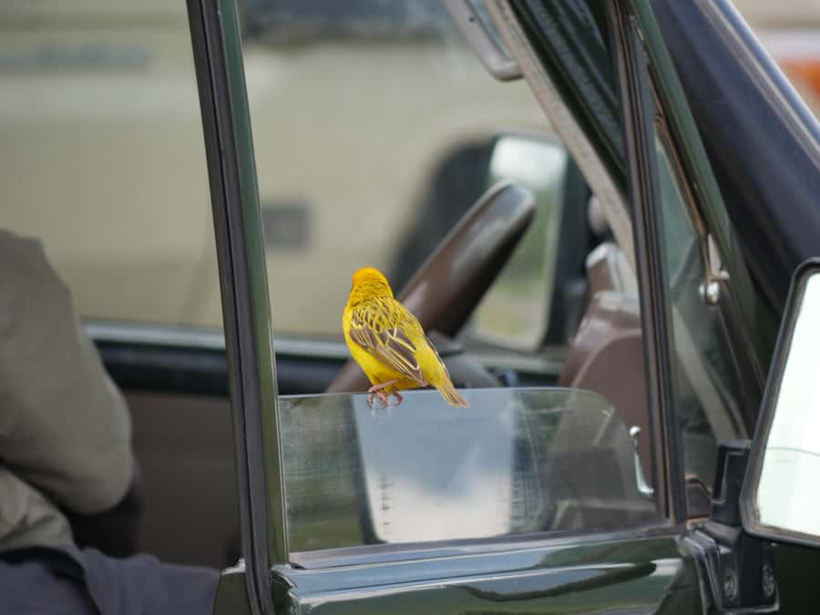 From Zanzibar: Nyerere National Park Game Drive with Lunch - Who should book this day safari