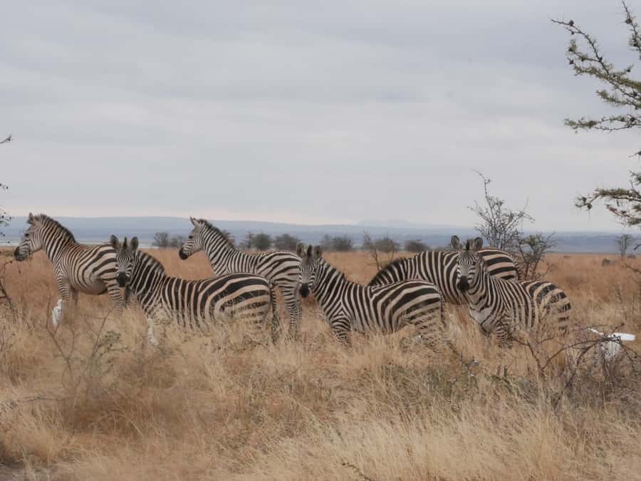 From Zanzibar: Nyerere National Park Game Drive with Lunch - Why the flight makes this safari possible