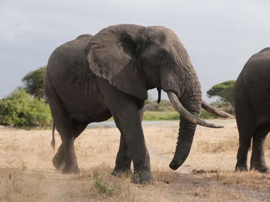 From Zanzibar: Nyerere National Park Game Drive with Lunch - Arriving at Mtemere and entering Nyerere