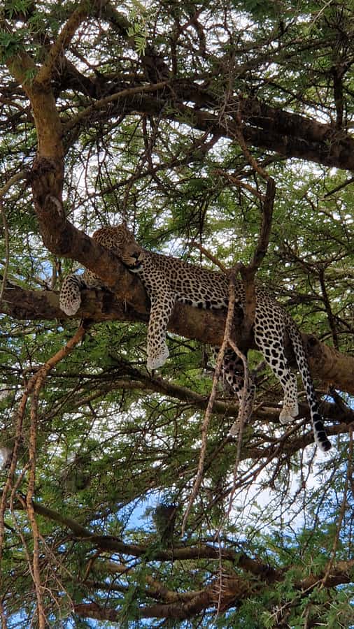 From Zanzibar: Nyerere National Park Game Drive with Lunch - The main practical concern: dependable arrangements